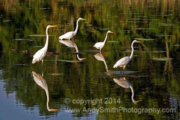 Four Great Egrets